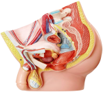 Median Section Of The Male Pelvis Model